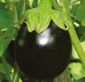 Brinjal Kajal F1 Hybrid