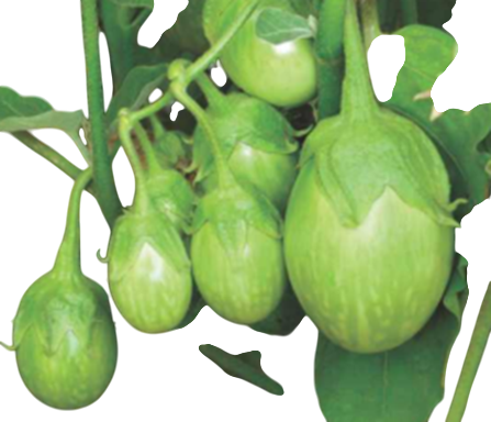 Brinjal Suchitra F1 Hybrid