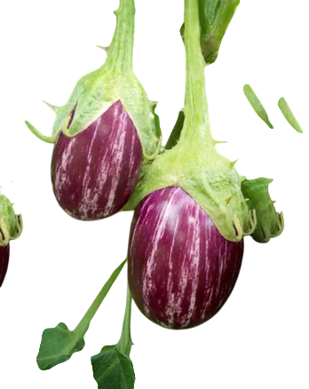 Brinjal Swati