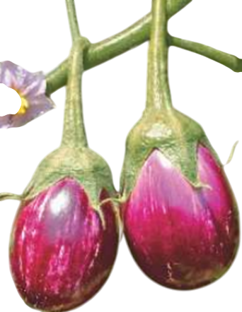 Brinjal Vaidehi F1 Hybrid