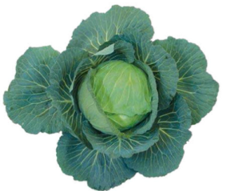 Cabbage Maharani F1 Hybrid