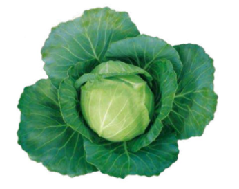 Cabbage Mahima F1 Hybrid