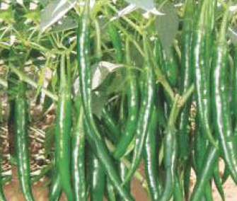 Chillies Sindhu F1 Hybrid