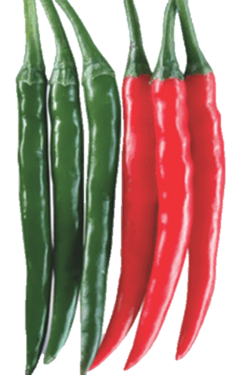 Chillies Swara F1 Hybrid