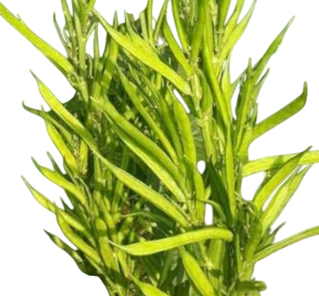 Guar Mamta