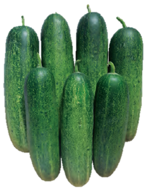 Cucumber Geeta F1 Hybrid