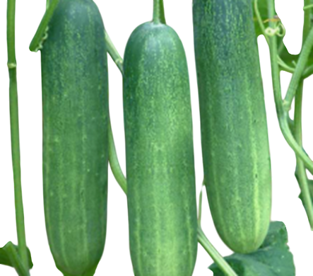 Cucumber Super-90 F1 Hybrid