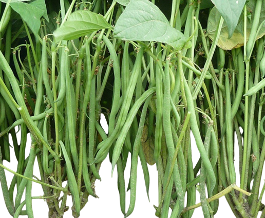 French Bean Shreya