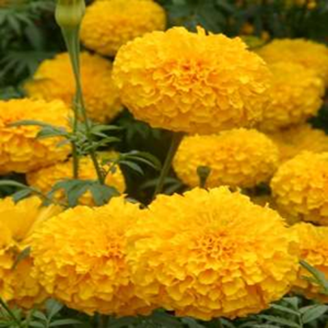Marigold Super Gold F1 Hybrid