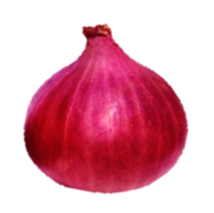 Onion S - 21