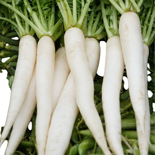 Radish Minu Early