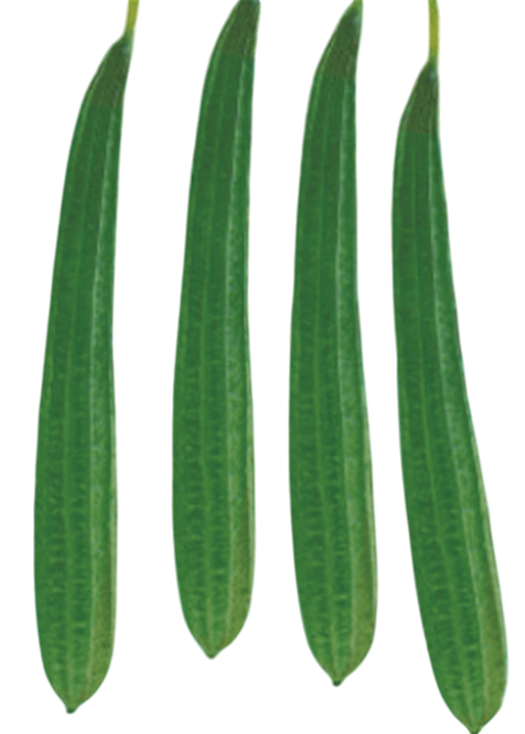 Ridgegourd Pragati F1 Hybrid
