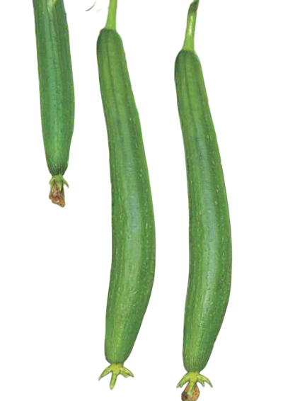 Spongegourd Priyatama F1 Hybrid